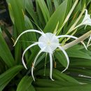 Hymenocallis littoralis
