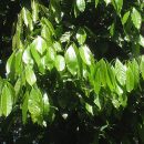 Ocotea odorifera