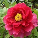 Paeonia suffruticosa