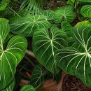 Philodendron gloriosum