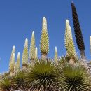Puya raimondii
