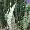 Sansevieria zeylanica