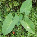 Xanthosoma robustum