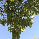 Terminalia brasiliensis
