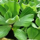 Pistia stratiotes