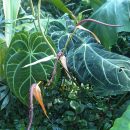 Anthurium crystallinum