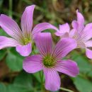 Oxalis debilis var. corymbosa