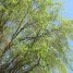 Salix matsudana “Tortuosa”