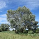 Populus alba