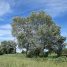 Populus alba