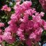 Lagerstroemia indica