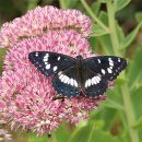 Hylotelephium spectabile
