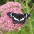 Hylotelephium spectabile