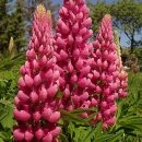 Lupinus hybridus