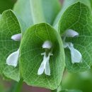 Moluccella laevis
