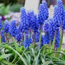 Muscari armeniacum