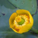 Nuphar lutea