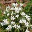 Ornithogalum umbellatum