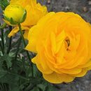 Ranunculus asiaticus