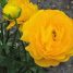Ranunculus asiaticus