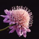 Scabiosa atropurpurea