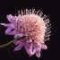 Scabiosa atropurpurea