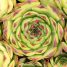 Sempervivum tectorum