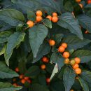 Solanum pseudocapsicum