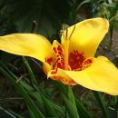 Tigridia pavonia