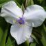 Tradescantia x andersoniana
