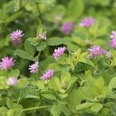 Trifolium polymorphum