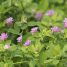 Trifolium polymorphum