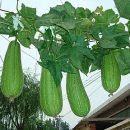 Luffa aegyptiaca