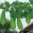 Luffa aegyptiaca