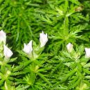 Myriophyllum aquaticum