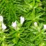 Myriophyllum aquaticum