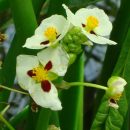 Sagittaria montevidensis