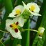 Sagittaria montevidensis