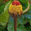Acmella oleracea
