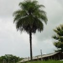Acrocomia aculeata