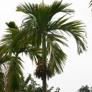 Areca catechu