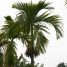 Areca catechu