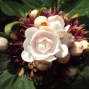 Clerodendrum chinense