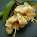 Durio zibethinus