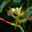 Heliconia hirsuta