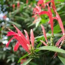 Justicia brasiliana