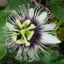 Passiflora edulis