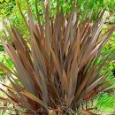 Phormium tenax “Atropurpureum”