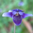 Viola hederacea