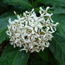 Ixora finlaysoniana